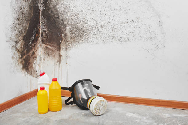 Certified Mold Removal in Wernersville, PA