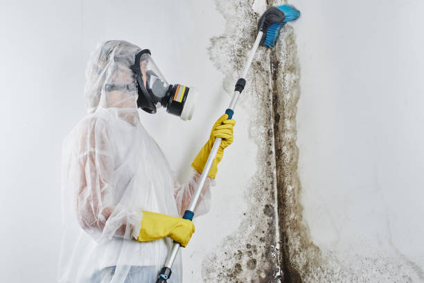 Best Best Mold Removal Companies  in Wernersville, PA