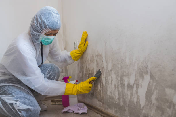 Best Commercial Mold Removal  in Wernersville, PA