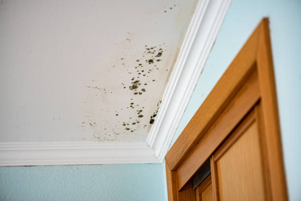 Best Same-Day Mold Removal  in Wernersville, PA