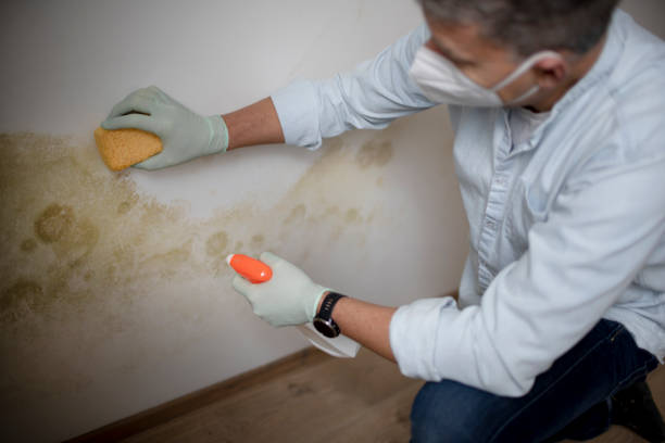 Best Office Mold Removal Services  in Wernersville, PA