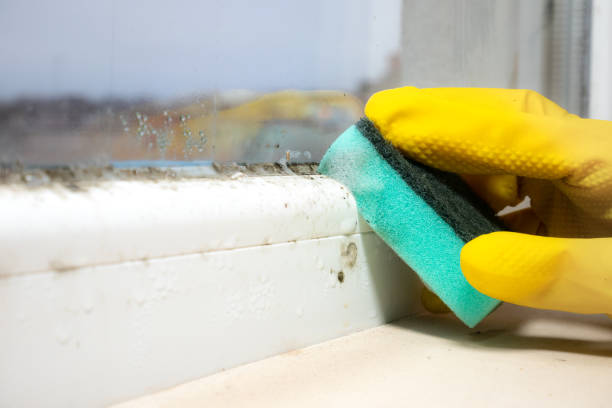 Best Mold Testing and Removal  in Wernersville, PA