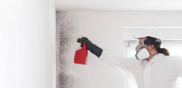 Best Professional Mold Removal  in Wernersville, PA