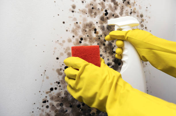Best Best Mold Removal Companies  in Wernersville, PA