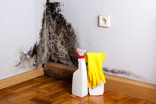 Best Mold Testing  in Wernersville, PA