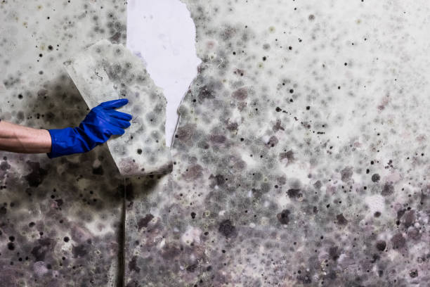 Best Local Mold Removal Service  in Wernersville, PA