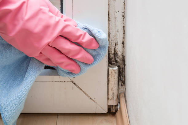 Best Mold Cleaning Services  in Wernersville, PA