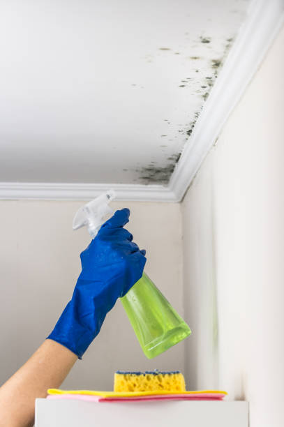 Best Attic Mold Removal  in Wernersville, PA